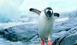 企鹅会抢瓜吃,企鹅争抢瓜果的欢乐时光