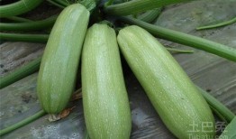 定州西杨村吃瓜,瓜香四溢的乡村生活画卷