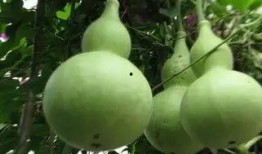 吃瓜的职业,揭秘吃瓜职业的幕后故事