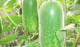 吃瓜kplxyg,揭秘电竞圈的热辣幕后故事