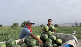 刘鑫宇吃瓜,揭秘娱乐圈幕后故事