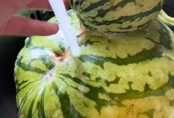 瓜田吃瓜搞笑视频,搞笑视频带你领略欢乐时光