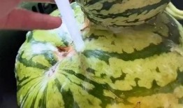 瓜田吃瓜搞笑视频,搞笑视频带你领略欢乐时光