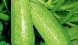 多人吃瓜头像,多人吃瓜头像背后的趣味故事