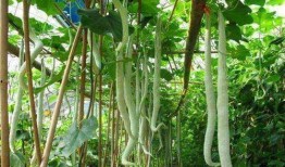 蛇瓜应该怎么吃,探索美味与营养的完美结合