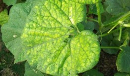 矮瓜叶可以吃吗,可食用植物的秘密探索