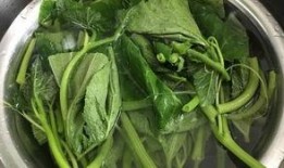 矮瓜叶可以吃吗,可食用植物的秘密探索