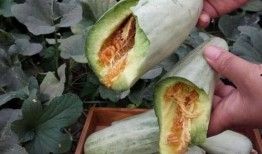 孕妇早期吃茄瓜,营养与健康的完美结合