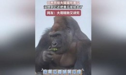 大猩猩吃瓜嘴,揭秘灵长类动物的独特饮食习惯