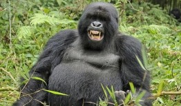 大猩猩吃瓜嘴,揭秘灵长类动物的独特饮食习惯