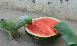 吃频瓜拉肚子,揭秘夏季饮食健康隐患