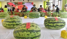 高邮世贸吃瓜比赛,一场吃瓜大赛的欢乐盛宴