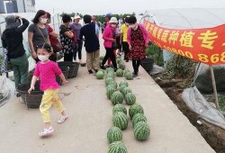 高邮世贸吃瓜比赛,一场吃瓜大赛的欢乐盛宴