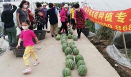 高邮世贸吃瓜比赛,一场吃瓜大赛的欢乐盛宴