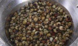 吃田螺可以吃瓜吗,探寻夏日美食搭配新主张