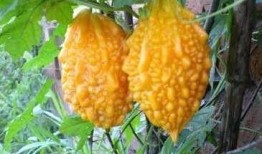 赖瓜吃的,探寻民间美食的独特魅力