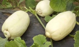 孕妇可以吃小圆瓜,小圆瓜助力母婴健康