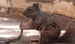蛇吃瓜事件,一场奇特的生态现象揭秘