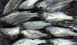 吃瓜的钓鱼佬,揭秘渔夫生活中的趣味与智慧