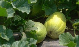 最早吃瓜,揭秘最早吃瓜者的神秘故事