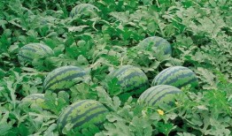 定州西杨村吃瓜,瓜香四溢的乡村生活画卷