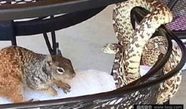 蛇吃瓜事件,一场奇特的生态现象揭秘