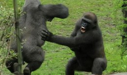 大猩猩吃瓜嘴,揭秘灵长类动物的独特饮食习惯