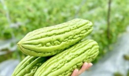 矮瓜叶可以吃吗,可食用植物的秘密探索