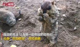 吃瓜群众的动物,趣味横生的动物众生相