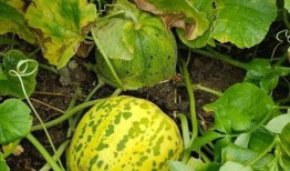 香香吃瓜的时候,揭秘娱乐圈幕后故事