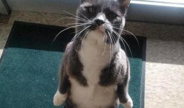 企鹅会抢瓜吃,企鹅争抢瓜果的欢乐时光