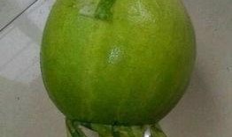 泉州吃瓜事件,一场网络舆论的风波与反思