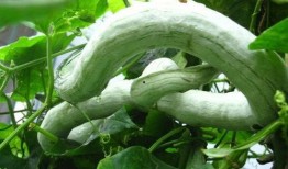 蛇瓜应该怎么吃,探索美味与营养的完美结合