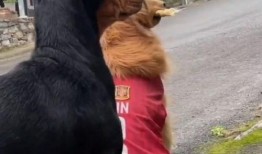 吃瓜群众的动物,趣味横生的动物众生相