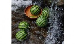 吃瓜的小科普,小科普带你了解吃瓜文化