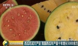 广东财金吃瓜,吃瓜群众揭秘财经风云